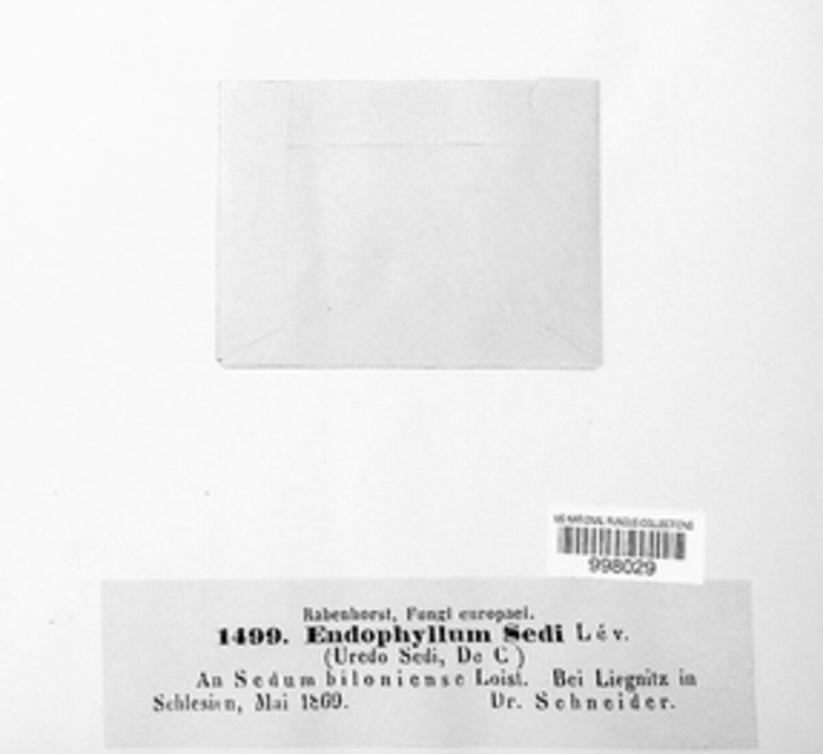 Endophyllum sedi image
